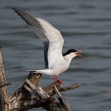 Attēlu rezultāti vaicājumam “Sterna hirundo”