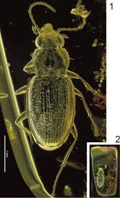 Attēlu rezultāti vaicājumam “Bembidion sp.”