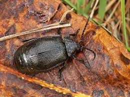 Attēlu rezultāti vaicājumam “Galeruca tanaceti”