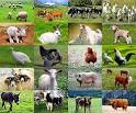 Farm animals - pictures of farm animals