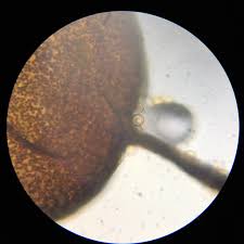 Attēlu rezultāti vaicājumam “Cribraria tenella spores”