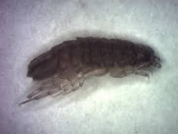 Attēlu rezultāti vaicājumam “Ligidium hypnorum”