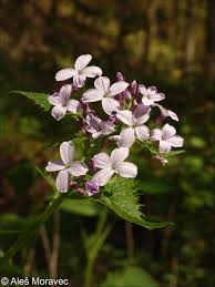 Attēlu rezultāti vaicājumam “Lunaria rediviva flower”