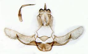 Attēlu rezultāti vaicājumam “Eana argentana”