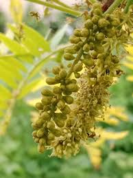 Attēlu rezultāti vaicājumam “Gleditsia triacanthos fruit”