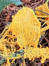 Attēlu rezultāti vaicājumam “Licea pusilla spores”