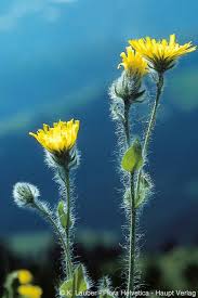 Attēlu rezultāti vaicājumam “Hieracium”