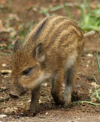 Attēlu rezultāti vaicājumam “Sus scrofa”