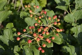 Attēlu rezultāti vaicājumam “Viburnum opulus fruit”