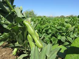 Attēlu rezultāti vaicājumam “Vicia faba”