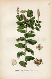 Attēlu rezultāti vaicājumam “Potamogeton perfoliatus flower”