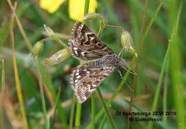 Attēlu rezultāti vaicājumam “Callistege mi”