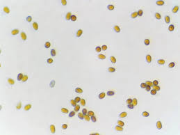 Attēlu rezultāti vaicājumam “Xylobolus frustulatus”