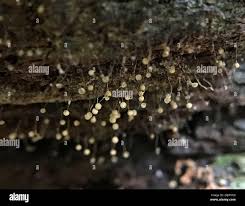 Attēlu rezultāti vaicājumam “Cribraria microcarpa”