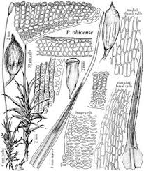 Attēlu rezultāti vaicājumam “Atrichum flavisetum sporophyte”