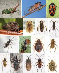 Attēlu rezultāti vaicājumam “Rhynocoris annulatus imago”