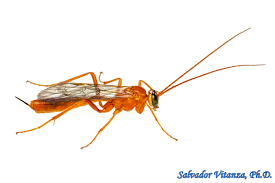 Attēlu rezultāti vaicājumam “Ichneumonidae”