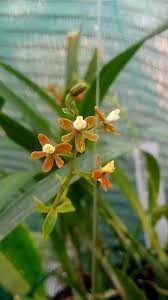 Attēlu rezultāti vaicājumam “Oecetis ochracea”