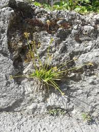 Attēlu rezultāti vaicājumam “Carex ornithopoda”