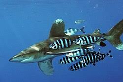 Image result for Carcharhinus longimanus