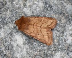 Attēlu rezultāti vaicājumam “Eriopygodes imbecilla”