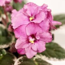 Image result for Saintpaulia ionantha Culitvar