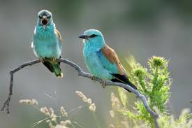 Attēlu rezultāti vaicājumam “Coracias garrulus”