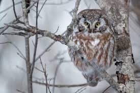 Image result for Aegolius funereus