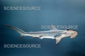 Image result for Sphyrna