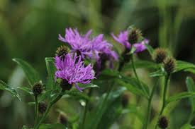 Attēlu rezultāti vaicājumam “Centaurea jacea flower”