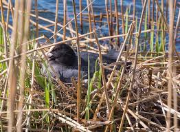 Attēlu rezultāti vaicājumam “Fulica atra eggs”