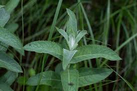 Attēlu rezultāti vaicājumam “Mentha longifolia”