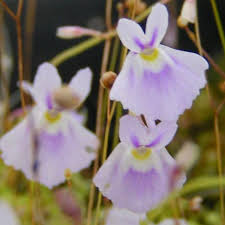 Attēlu rezultāti vaicājumam “Utricularia minor flower”