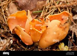 Attēlu rezultāti vaicājumam “Otidea onotica”