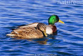 Attēlu rezultāti vaicājumam “Anas platyrhynchos male”