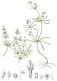 Attēlu rezultāti vaicājumam “Chara intermedia”