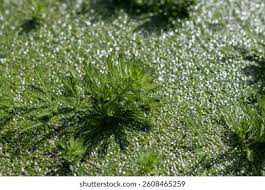 Attēlu rezultāti vaicājumam “Haloragaceae”