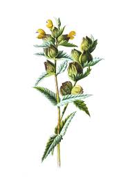 Attēlu rezultāti vaicājumam “Rhinanthus minor flower”