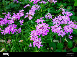 Image result for Iberis umbellata