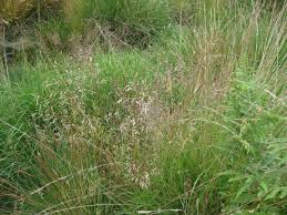 Attēlu rezultāti vaicājumam “Deschampsia flexuosa bud”