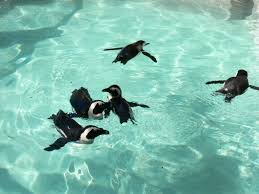 Image result for Spheniscus demersus