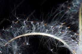 Attēlu rezultāti vaicājumam “Epilobium angustifolium fruit”