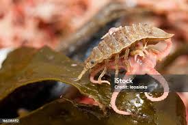 Attēlu rezultāti vaicājumam “Saduria entomon”