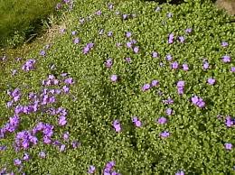 Attēlu rezultāti vaicājumam “Aubrieta deltoidea flower”