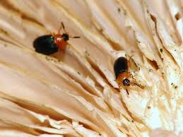 Attēlu rezultāti vaicājumam “Tetratoma fungorum”