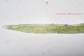 Attēlu rezultāti vaicājumam “Dicranella varia”