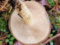 Attēlu rezultāti vaicājumam “Pholiota heteroclita”