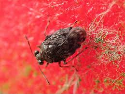 Attēlu rezultāti vaicājumam “Saldula saltatoria”