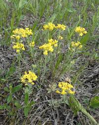 Attēlu rezultāti vaicājumam “Alyssum gmelinii”