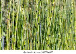 Attēlu rezultāti vaicājumam “Schistidium robustum”